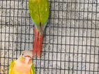 Pineapple Conure Bird