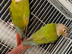 Pineapple Conure Pair