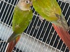 Pineapple Conure Breeding Pair