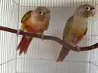 Pineapple Conure Breeding Pair