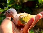 Pineapple Conure Chick