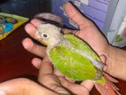 Pineapple Conure Chick