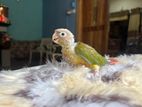 Pineapple Conure Chicks