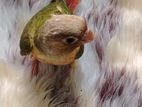 Pineapple Conure Chicks