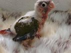 Pineapple Conure Chicks