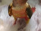 Pineapple Conure Chicks
