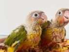 Pineapple Conure Chicks