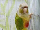 Pineapple Conure Female