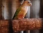 Pineapple Conure