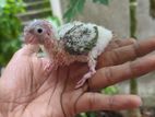 Pineapple Conure Chicks