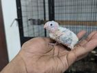 Pineapple Conure Chicks