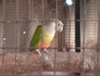 Pineapple Conure Bird