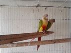 Pineapple Conure