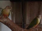 Pineapple Conure Birds