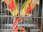 Pineapple Conure