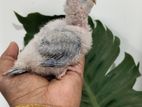 Pineapple Conure