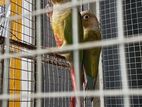 Pineapple conure