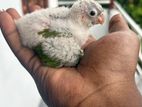 Pineapple Conure Bird