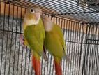 Pineapple Conure Handfeed Size Chicks