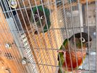 Pineapple Conure Males