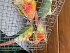 Pineapple Conures