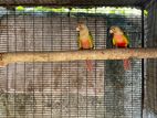 Pineapple Conure