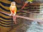 Pineapple Conure Bird