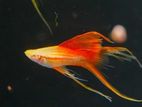 Pineapple Highfin Swordtail Fish