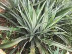 Pineapple Plant