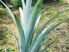 Pineapple Plant