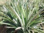 Pineapple Plant