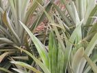 Pineapple plants අන්නාසි පැළ