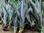 Pineapple plants / අන්නාසි පැළ