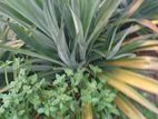 Pineapple Plants