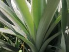 Pineapple Plants