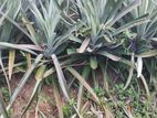 Pineapple Plants