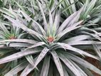 Pineapple Plants