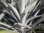 Pineapple Plants