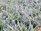 Pineapple Plants