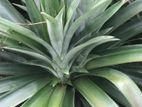 Pineapple Plants