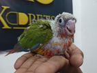 Pineapple Red Factor Conure