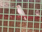 Finches Bird