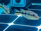 Pinima Peacock Bass Fish