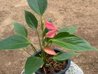 Pink Bird Anthurium Plant
