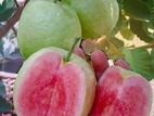 Pink Guava Fruit