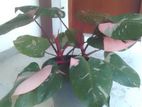 Pink Princess Plant