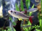 Pink Tailed Chalceus Fish