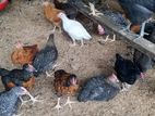 Farm Chickens