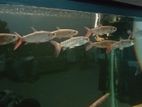 Pinktail Chalceus Fish
