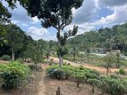 පින්න දූව අධිවේගී පිවිසුම අතේ දුරින් හොඳම තැනක්